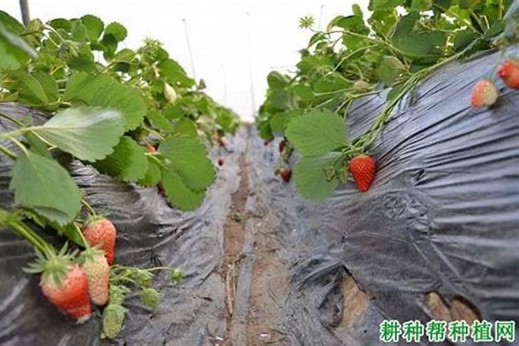 请问草莓膨果期冲什么化肥好？