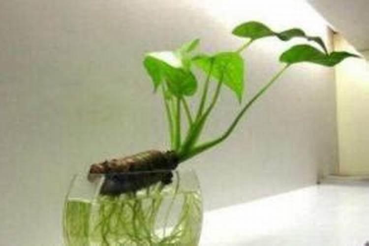 滴水莲叶子发黄怎么办 滴水莲叶子发黄如何处理