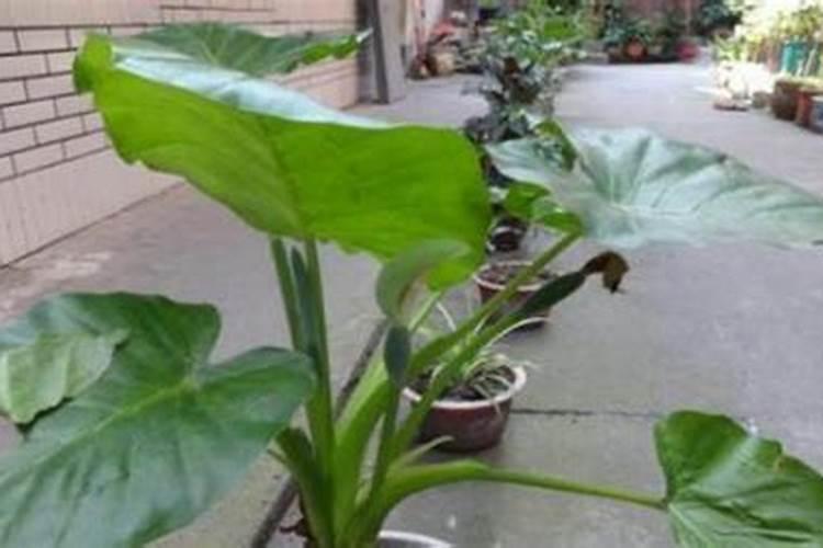 滴水观音用什么肥料