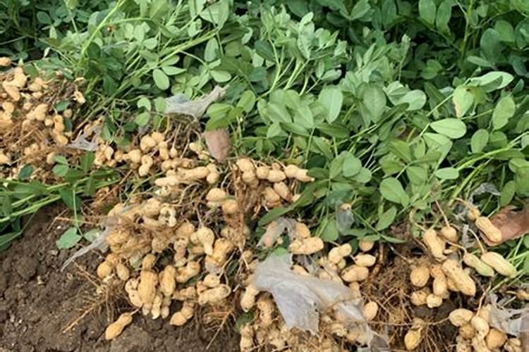 花生叶面追肥什么时候合适？追肥用量多少合适