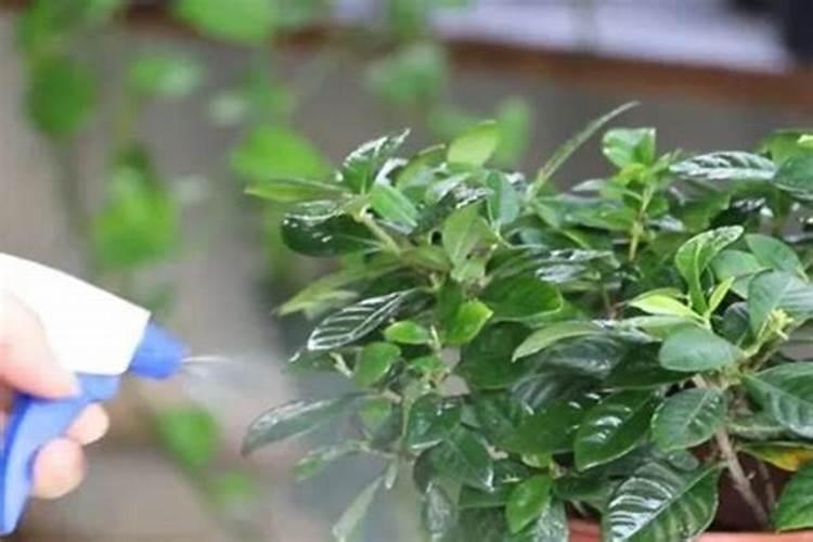 尿素可以用来给栀子花施肥吗 尿素能不能用来给栀子花施肥的呢