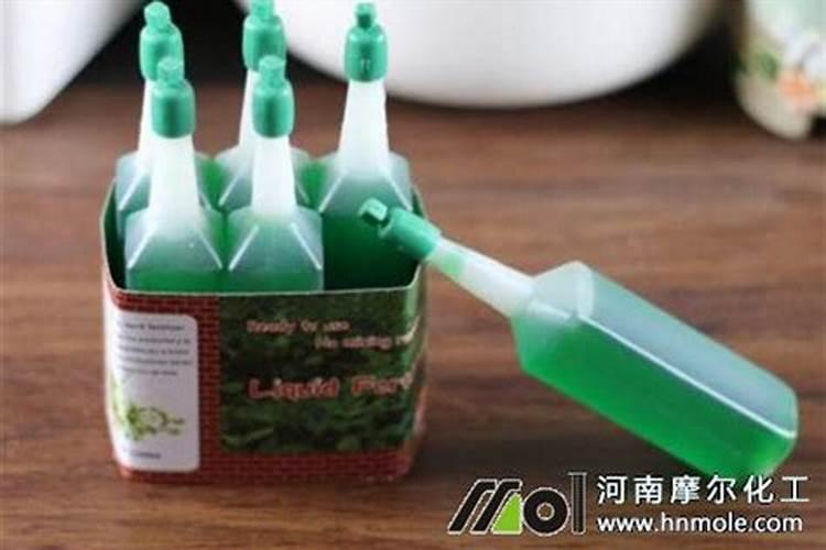 海芋属于什么植物