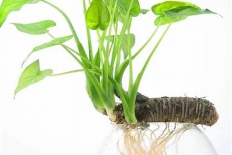 5种不容错过的室内观叶盆栽,阳光少也能养,不比观花植物差