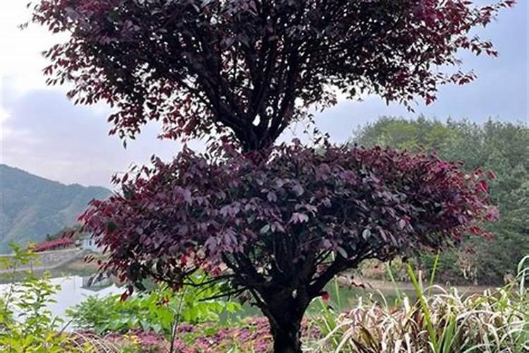 种植中药红花应该如何进行病虫害防治？