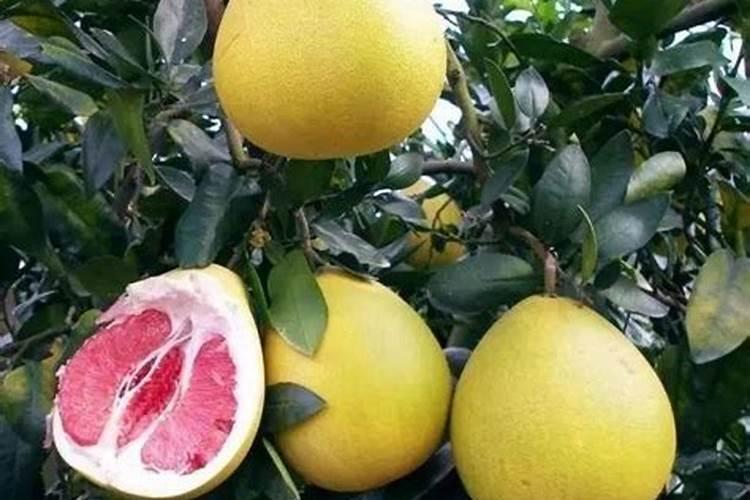 柚子皮白菜叶用水泡多久浇菜可以肥菜园吗