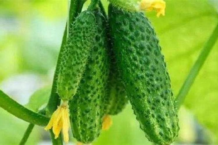 黄瓜结果期喷什么叶面肥结果多？黄瓜座果期用什么肥料产量高？