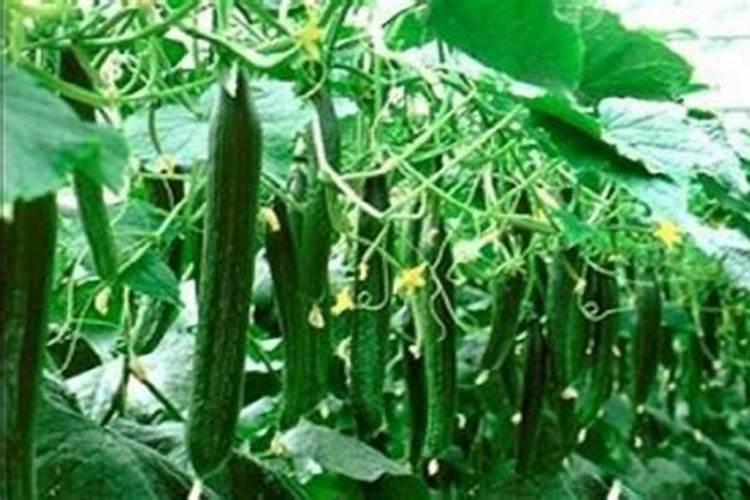 黄瓜膨果期用什么叶面肥效果好？黄瓜座果期需要用哪种肥料？