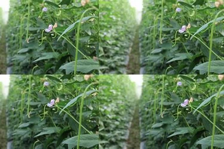 秋季长豆角刚开始摘浇水用什么肥好