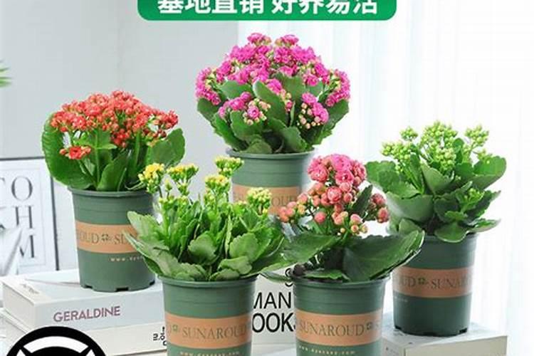 家庭养花要买什么肥料最好(自己在家种花适合的花肥)