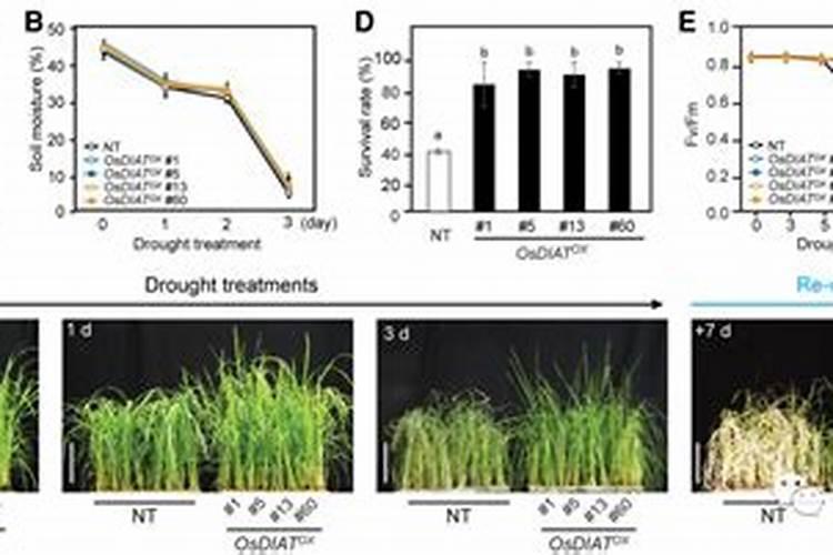 小麦干旱打叶面肥可以吗
