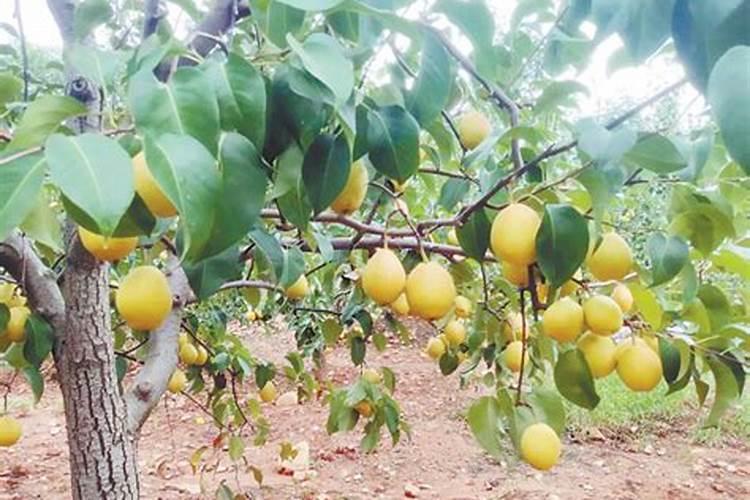 什么作物可以生产富硒产品