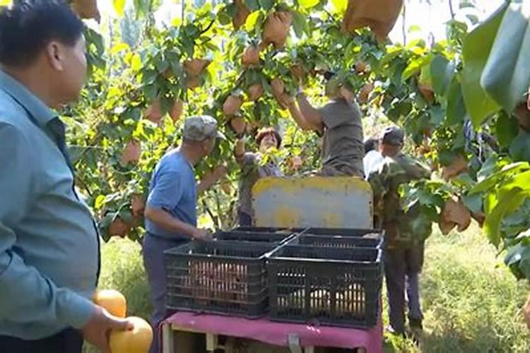 富硒酥梨缺硒的表现