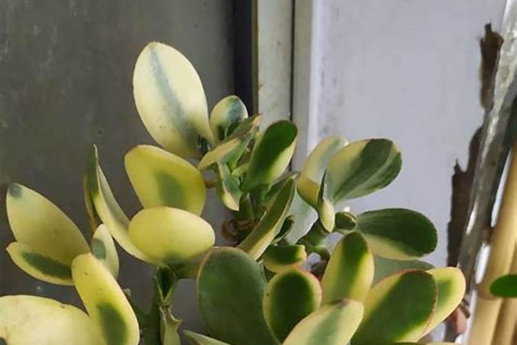 新花月锦叶子发黑(新花月锦叶子发黑原因及防治方法详解)