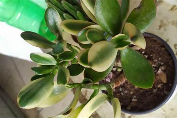 20年的玉树长疯了,砍1刀、杆子比大腿还粗,开花1000朵!