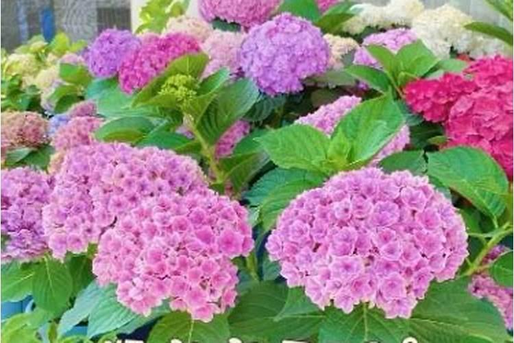 绣球花施肥时间和方法