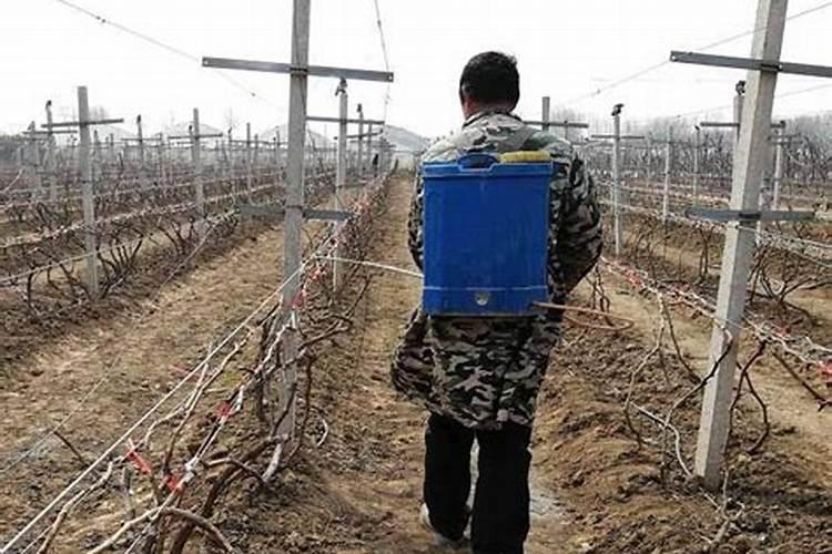 硼肥加磷酸二氢钾效果