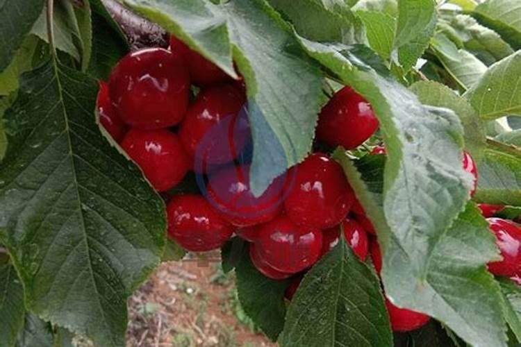 茶树施尿素还是复合肥