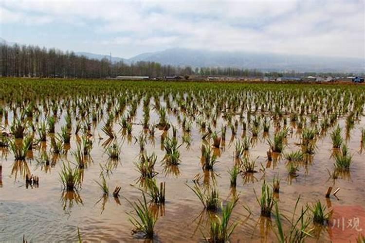 地里施的化肥哪去了,下雨会渗透到地下吗？