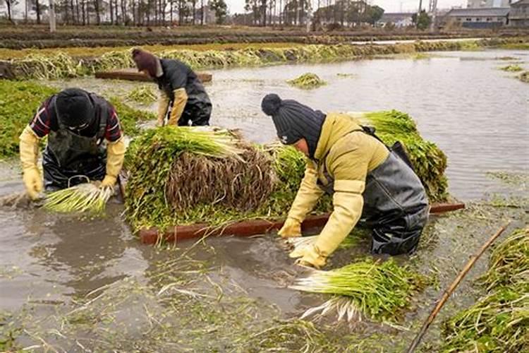 下雨天可以施肥吗 下雨天可以给农作物施肥吗