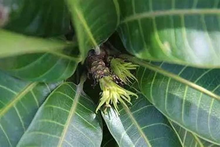 芒果高产施肥的方法!芒果用什么肥料？