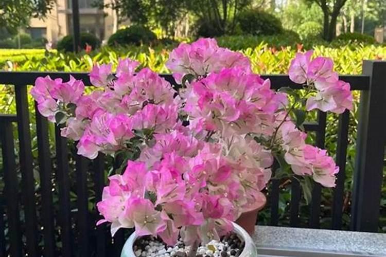 水培三角梅快速生根的方法