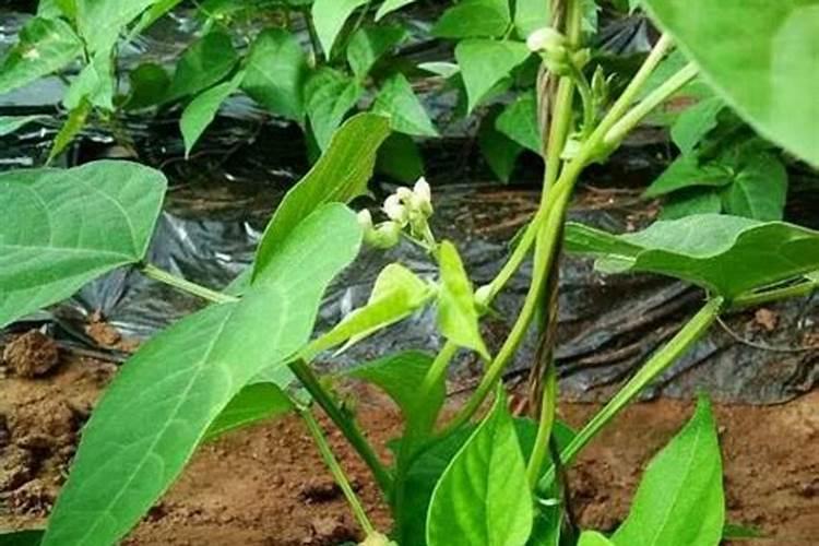 在农村种植芸豆的时候,应该如何施肥呢？