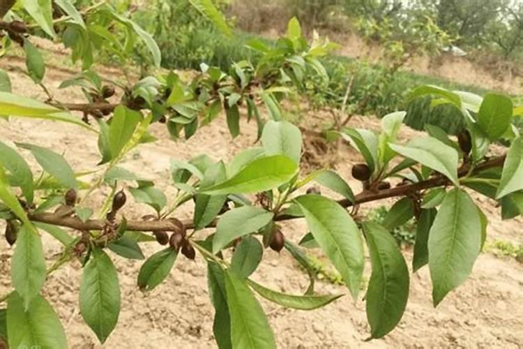 大蒜叶子发黄怎么回事