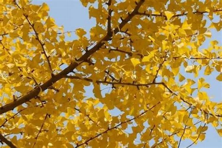 狗狗吃的微量元素哪个牌子好 多久喂一次