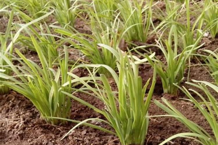 用冲施肥后韭菜发黄怎么回事