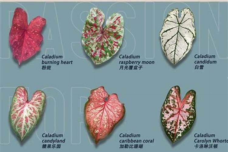 五彩芋(彩叶芋)什么时候开花