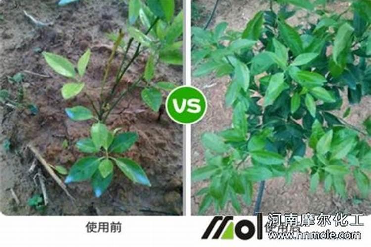 铵态氮肥有什么作用和用途