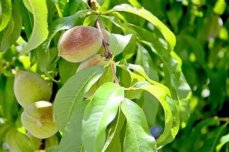 时科盆栽蓝莓施肥要点,用什么水溶肥比较好