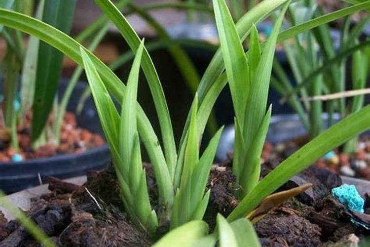 兰花如何施氮肥