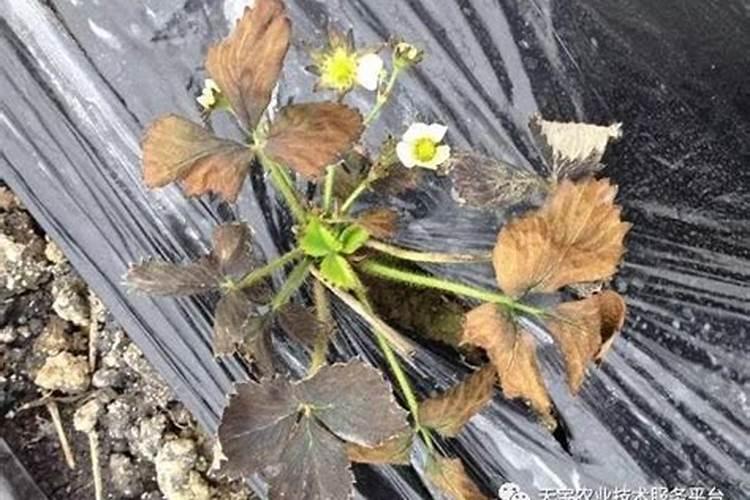 草莓苗期烂根死苗怎么办？？草莓苗期应该如何施肥呢