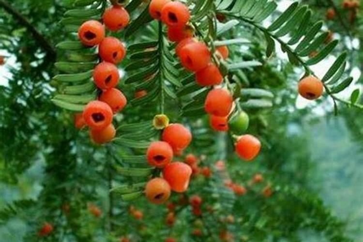 红豆杉施什么肥好