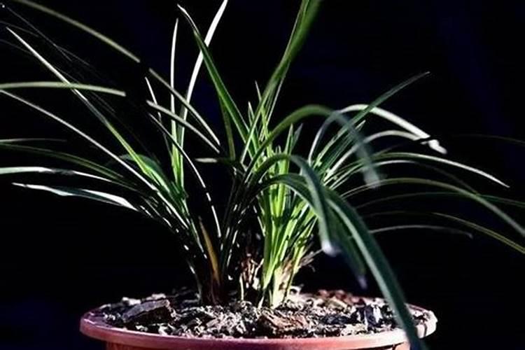 兰花什么时候施肥最好