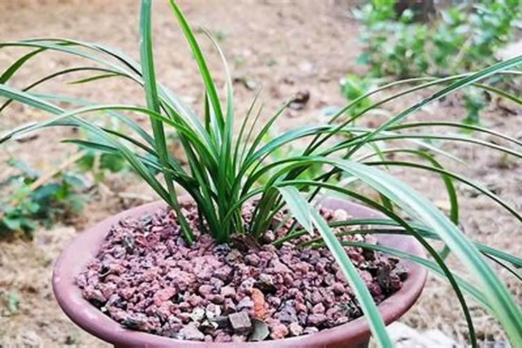 兰花怎么浇水施肥