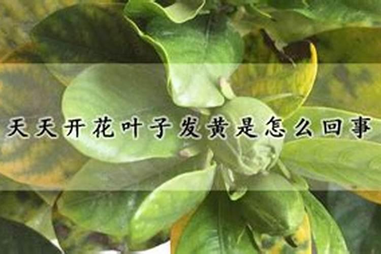 米兰施肥需施什么肥料