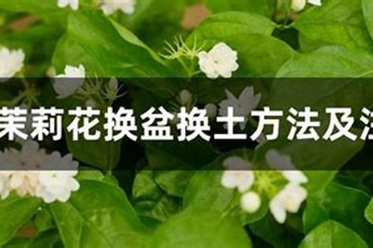茉莉花换土时间和方法