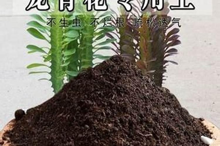 龙骨需要什么肥料