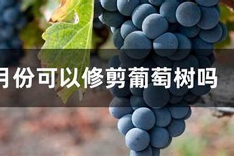 七月份果树可施磷酸二铵吗