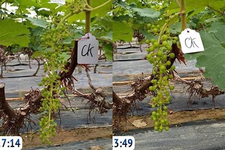 葡萄补钙最佳时间(给葡萄补钙什么钙肥最)