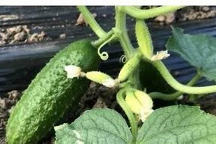 黄瓜苗移载后多少天可以施肥