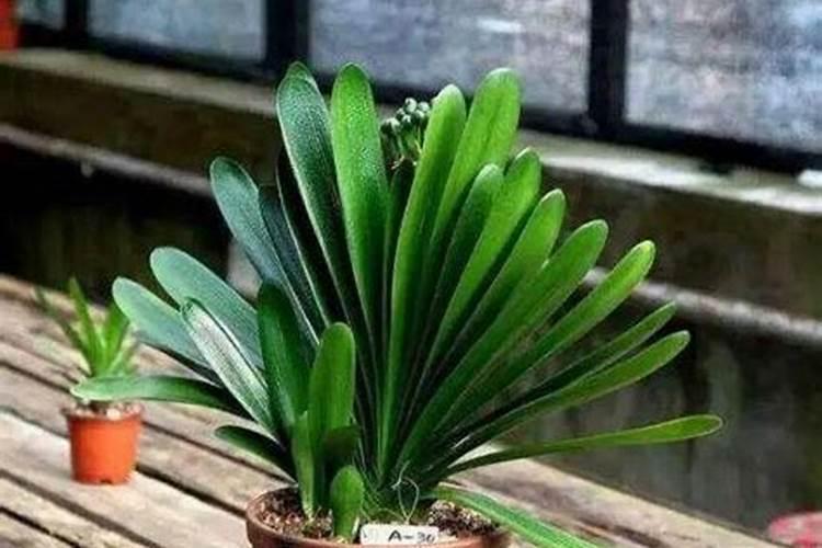 番石榴苗可以用鱼蛋白肥吗