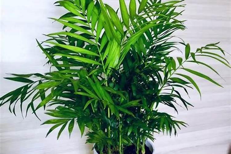 怎样养护植物国王椰子