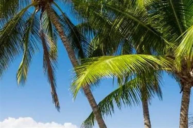 月季什么时候开花