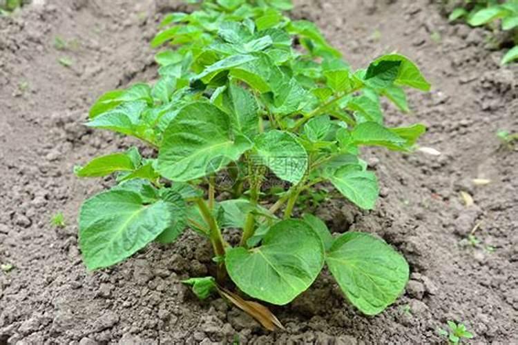 马铃薯马铃薯用什么什么叶面肥最好