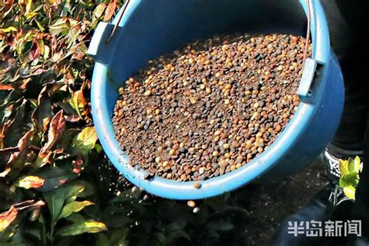 黑豆发酵水可以浇哪些花