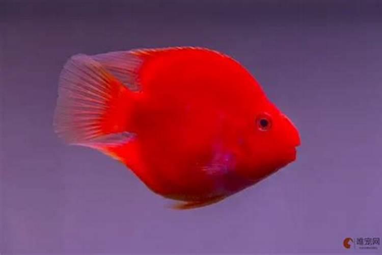 鱼蛋白在葡萄上色期可以使用吗