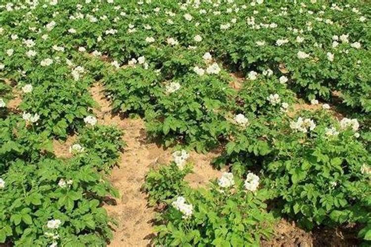 马铃薯喷施叶面肥有什么技巧？